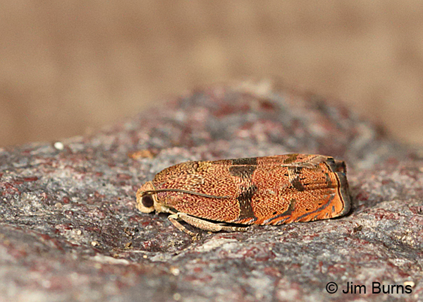 Filbertworm Moth, Arizona