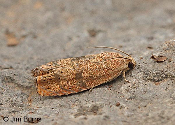 Filbertworm Moth #2, Arizona