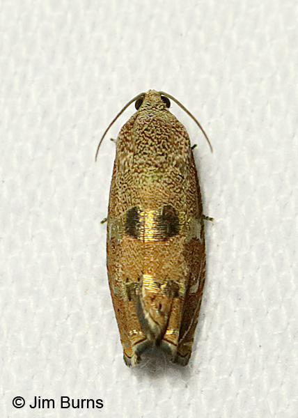 Filbertworm Moth showing metallic bands, Arizona