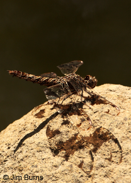 Filigree Skimmer female wing pattern shadow, Santa Cruz Co., AZ, June 2012