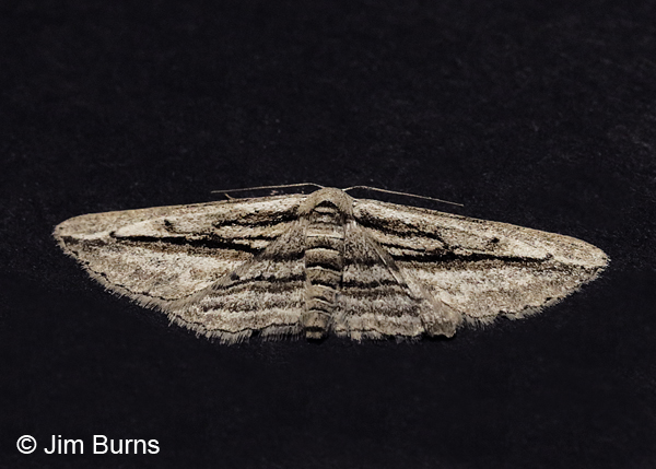 Five-lined Gray Moth, Arizona