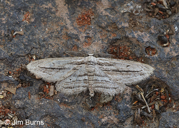 Five-lined Gray Moth, Pinal Peak, Arizona