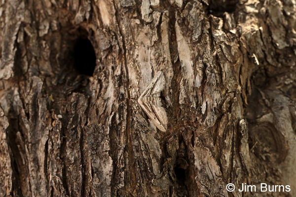 Five-lined Gray Moth camouflage on bark, Arizona