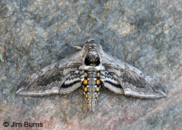 Five-spotted Hawk Moth, Arizona