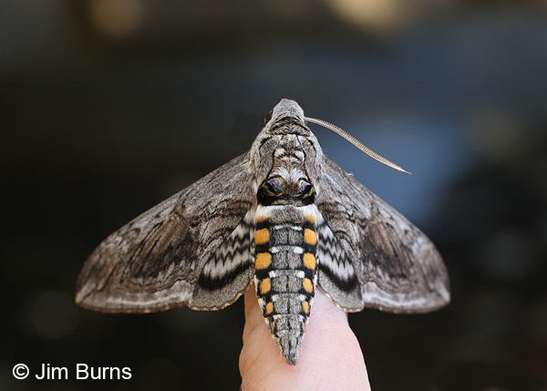 Five-spotted Hawk Moth dorsal spots, Arizona