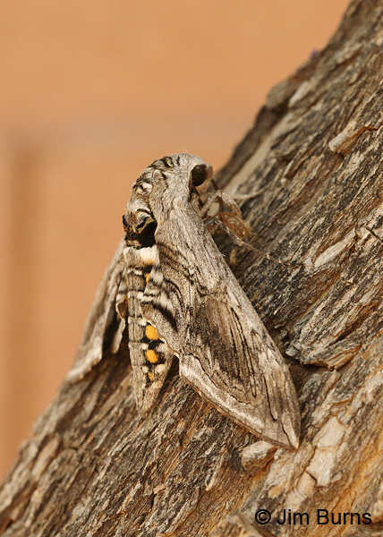 Five-spotted Hawk Moth dorsolateral wing, Arizona