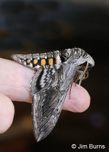 Five-spotted Hawk Moth lateral spots, Arizona