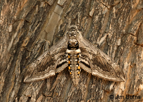 Five-spotted Hawk Moth on bark, Arizona