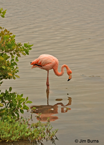 Flamingo sunrise