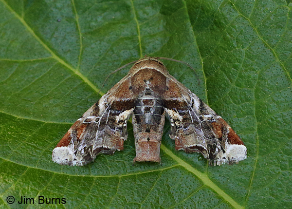 Florida Eutelia Moth, Arizona
