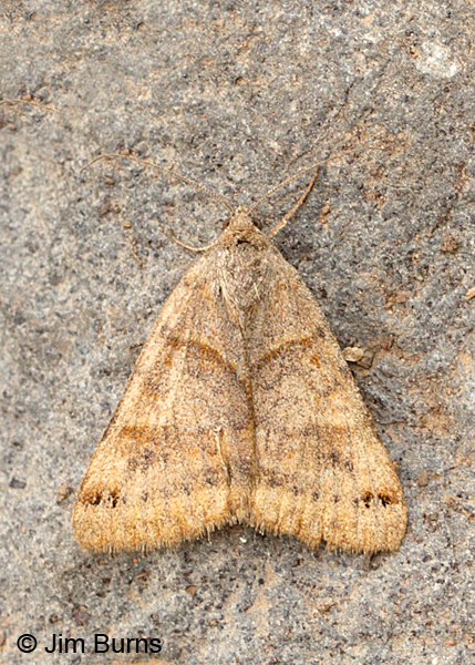 Forage Looper Moth, Arizona