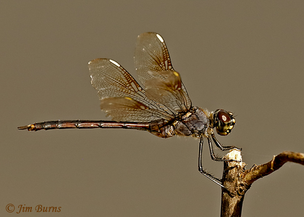 Four-spotted Pennant male, Alachua Co., FL, July 2019--4617