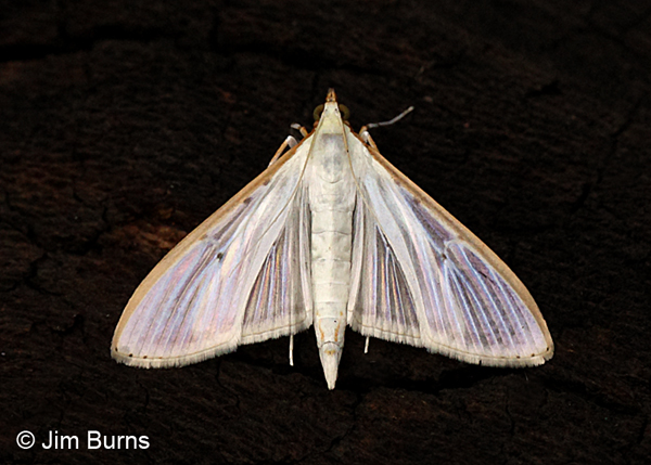 Four-spotted Palpita Moth, Arizona
