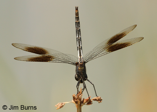 Four-spotted Pennant male ventral view, Graham Co., AZ, August 2012