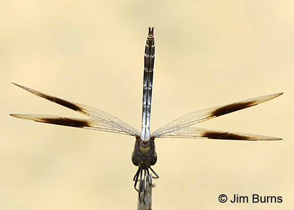 Four-spotted Pennant male ventral, Travis Co., TX, August 2017