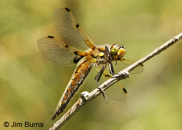 Four-spotted Skimmer female, Vilas Co., WI, June 2014