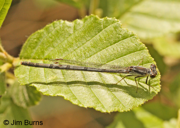 Fragile Forktail female, Angelina Co., TX, March 2013