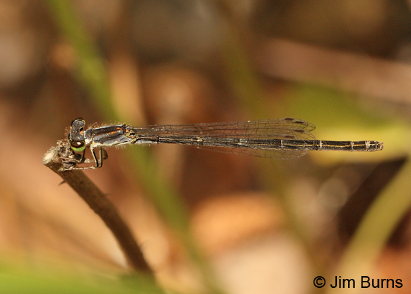 Fragile Forktail female, Montgomery Co., AR, May 2013