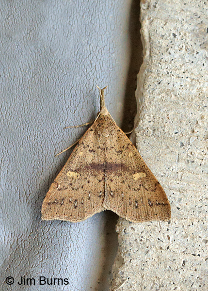 Fraternal Renia Moth, Arkansas