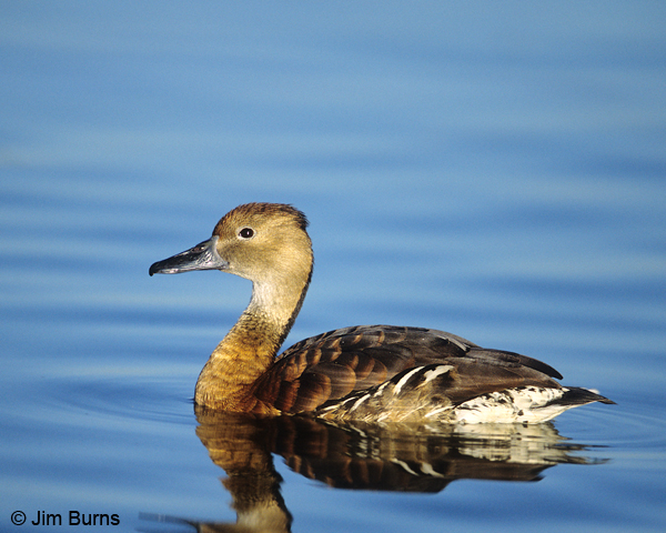 Fulvous Whistling-Duck blue water