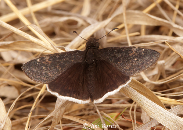 Funereal Duskywing, March in Arizona--2674