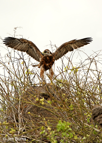 Galapagos Hawk fledgling testing wings