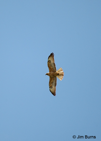 Galapagos Hawk immature in flight