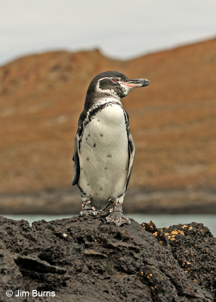 Galapagos Penguin adult