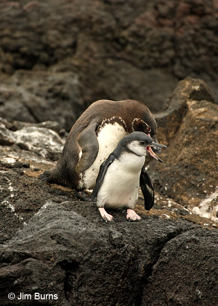 Galapagos Penguin parent with chick