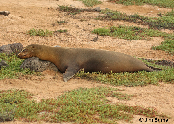 Galapagos Sea Lion pillow rock
