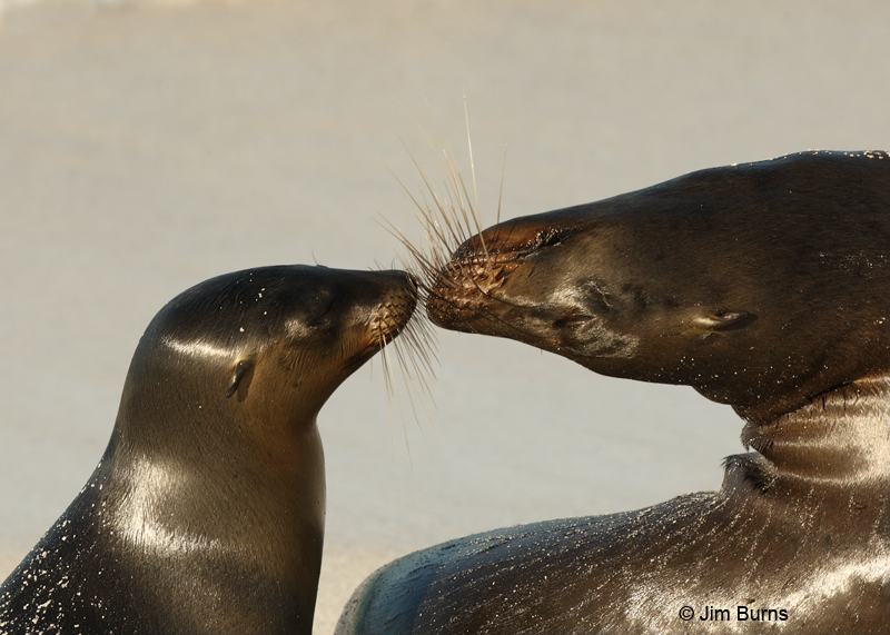 Galapagos Sea Lions the 180 nuzzle