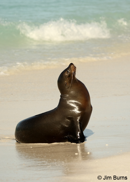 Galapagos Sea Lion beachmaster