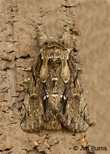Georgia Prominent Moth, Arkansas