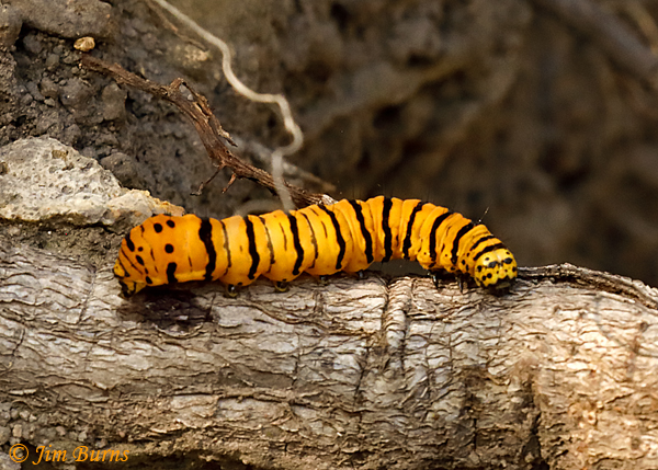 Gerrodes minatea prepupal caterpillar, Arizona--0403