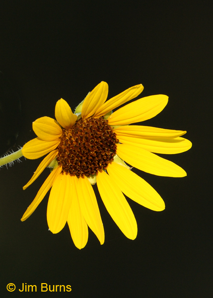 Giant Sunflower, Arizona