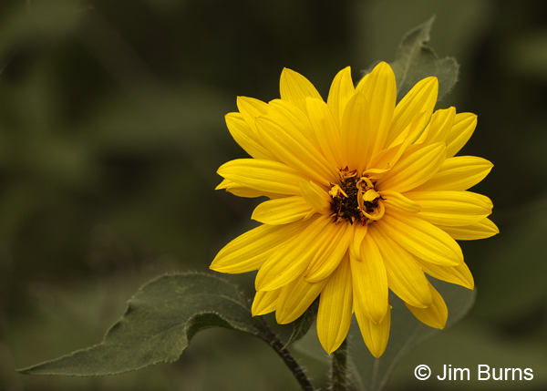 Giant Sunflower, Texas