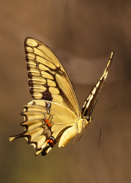 Giant Swallowtail in flight ventral wing--8903