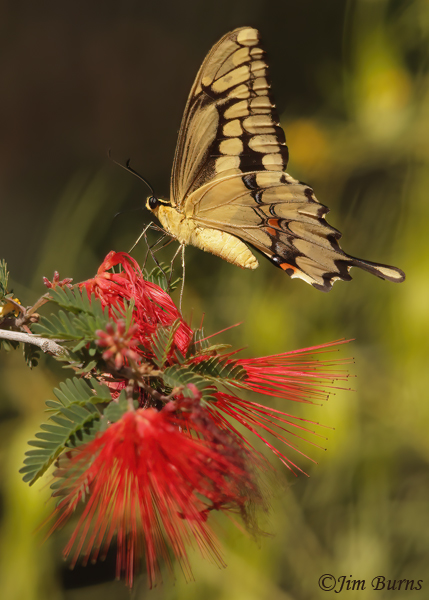 Giant Swallowtail on Fairy Duster, Arizona--8928