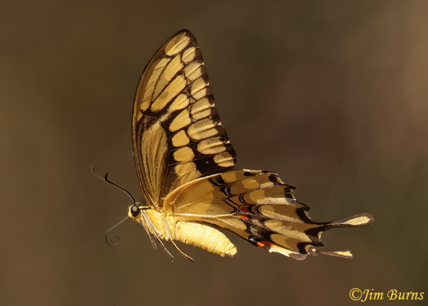 Giant Swallowtail in flight,Arizona--8932.