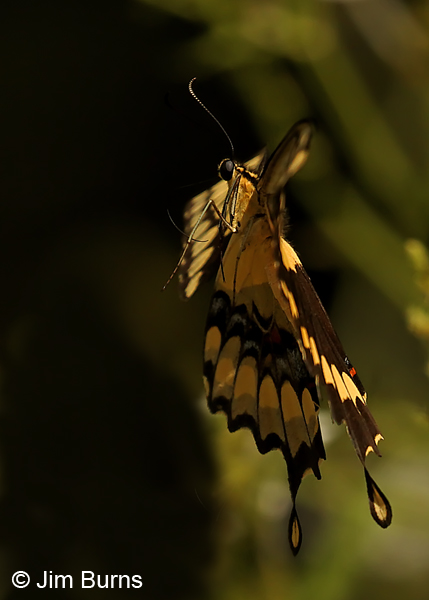 Giant Swallowtail in flight, Texas