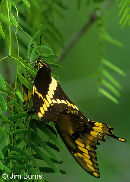 Giant Swallowtails mating, Texas