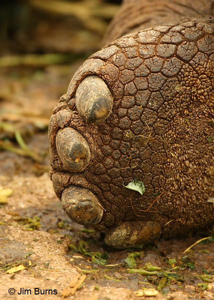Giant Tortoise foot