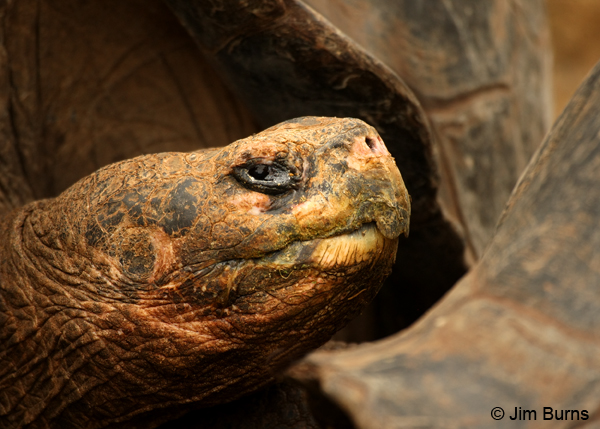 Giant Tortoise head profile