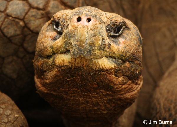 Giant Tortoise head shot