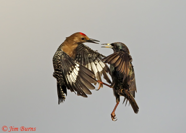 Gila Woodpecker vs European Starling--7664