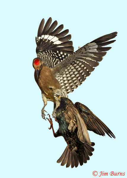 Gila Woodpecker vs European Starling #2--7663