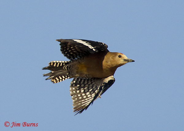 Gila Woodpecker male in flight #2--3172