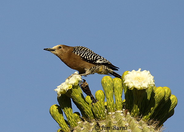 Gila {White-faced} Woodpecker female in Saguaro pollen--3187