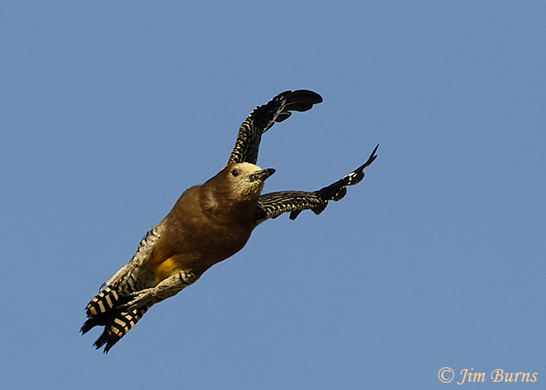 Gila (White-faced) Woodpecker male in flight--3191