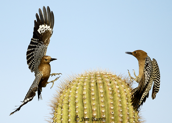 Gila Woodpecker rival females--7811